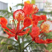 Sugar Flower - Gulmohar (The Flame Tree)