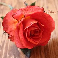 scarlet rose