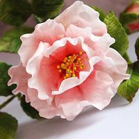 Doubled bush rose in gumpaste