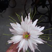 Nigella Nigella