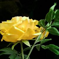 Free formed gumpaste yellow rose