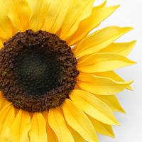 Gumpaste Sunflower