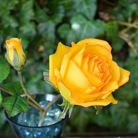 My favorite yellow roses