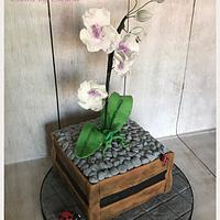 Orchid flowerpot Cake 