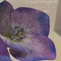 Hydrangeas 
