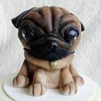 Pug dog Pug dog