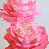 Freeformed sugar roses- Ombré coloring on roses