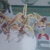 my first orchids