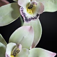 Cymbidium orchid toppers