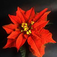 Red Poinsettia and Holly green