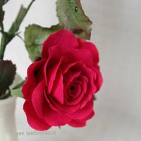 Claret Rose