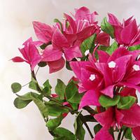 For the love of bougainvilleas!! - Decorated Cake by - CakesDecor