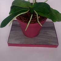 Orchid cake pot