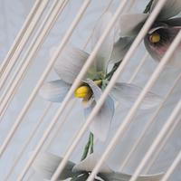 Orchids in a bird cage