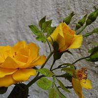 Yellow Té Rose