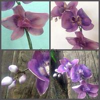 orchid pot 