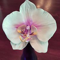 Sugar phalaenopsis orchid