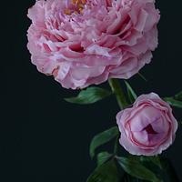 Sarah Bernhardt sugar peony