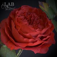  red austin rose