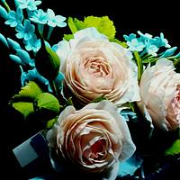 Shades of blue and coral- Free formed Austin Roses and Himalayan Blue Poppy 