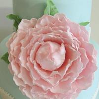 Pink peony on blue lace trimmed cake