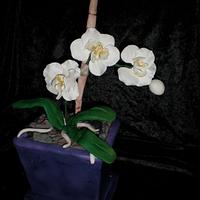 Phalanenopsis in a pot 