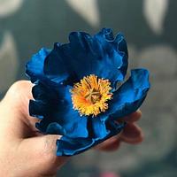Himalayan Blue Poppies