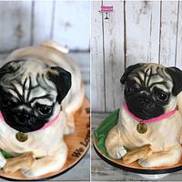 Pug Dog :D Pug Dog :D