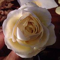 Lemon Cream Sugar rose