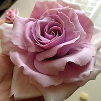 Lavender / Pink Icing Rose