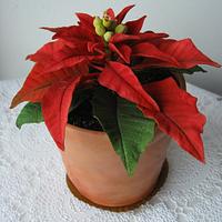 A sweet gift for Christmas: a flower pot with a red Poinsettia