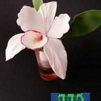 Gumpaste Orchid