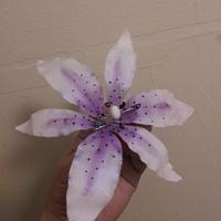 first attempt stargazer lilly