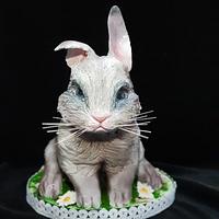 Easter rabbit 