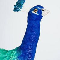 Fred the peacock!