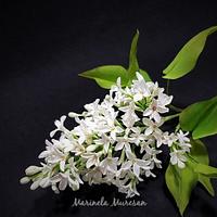 White lilac by Marinela Muresan