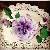 David Austin Rose