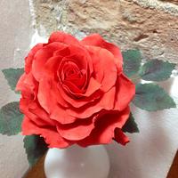 A red rose for Valentine