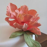A Peony for a Flower on her 70th birthday
