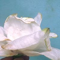 White Wafer Paper Rose