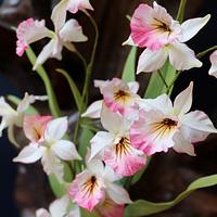 Pretty Pretty Orchids! 