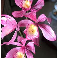 Sugar and Wafer Orchids 