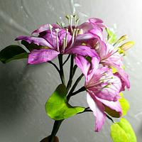 Free formed Bauhinia( Orchid tree)