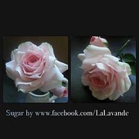 A Sugar Rose
