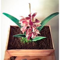 Orchids in a crate