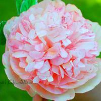 Pink Wafer paper Peony