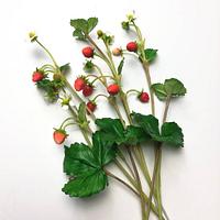 Freeformed sugar Wild Strawberries 