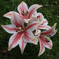 Easter Lily Easter Lily