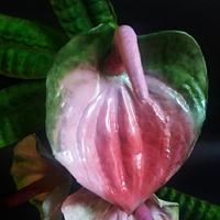 Pink  Anthurium
