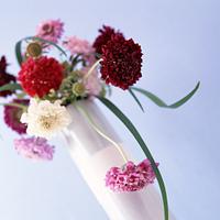 Pot of Carnations